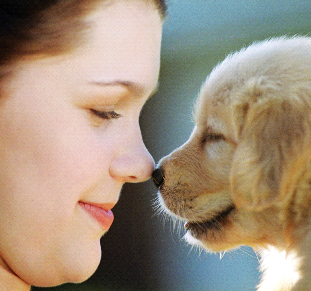 A woman and a golden retriever puppy touching noses affectionately.
