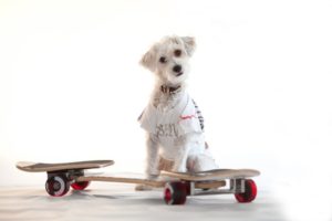 Heller weisser Hund traegt T-Shirt mit Aufdruck, im Vordergrund steht ein Spielgeraet, Waveboard