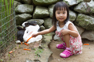 Asian Little Chinese Girl Feeding a Rabbit with Carrot in the Farm