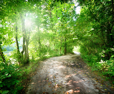 Dawn on the road in the forest in summer