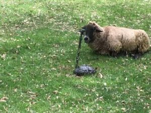 Relationships: Making Time, Focusing Attention, sheep